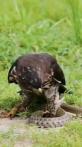 Don't be too harsh on me bro falcon #snake #falcon #funny_animals | Nature Of Worlds