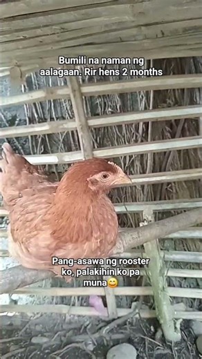 March 4, 2026. Meet my new chickens #chicken #manok #poultry #rhodeislandred #freerangechickens