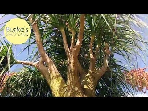 Burke's Backyard, Ponytail Palms