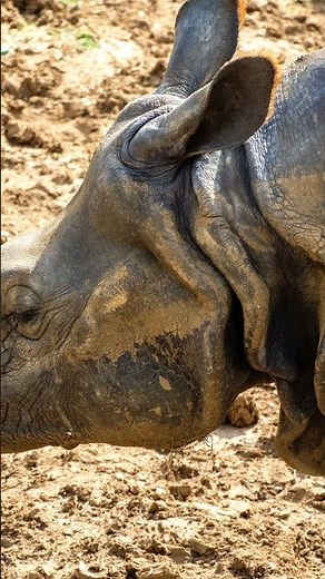 You Won't Believe These Rhino Facts!