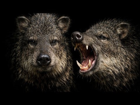 Animals That Returned From Extinction | Lazarus Species Explained