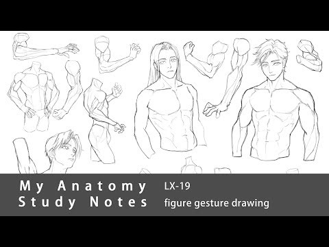 My Anatomy Study Notes LX-19 | male figure gesture drawing