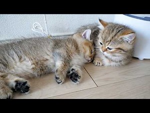 Cute little kitten who wants to cuddle up close even when sleeping...