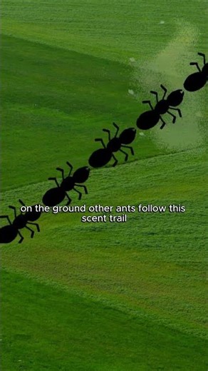 How Do Ants Find Food? Follow the Scent! | Education Shorts for Kids