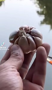 35K views · 365 reactions | Il y a ceux qui utilisent l'ail seulement comme additif et ceux qui pêchent à la... gousse ! 藍 | Info Pêche | Facebook