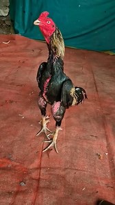 java #reelsviralシfb #reelschallenge #foryoupageシ | Mohammad Tufael Ahmed