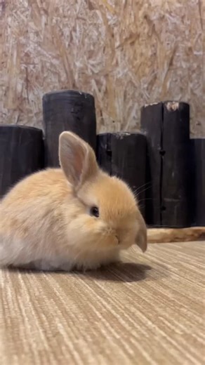 Rabbit Paradise on Instagram: "💕Double-TAP and Tag a friend in this post 💓 Follow me: @rabbitparadise66 Follow me: @rabbitparadise66 Follow me: @rabbitparadise66 =============================== Like | Share | Comments | Follow 👉(@rabbitparadise66 ) for more amazing love ❤️ =============================== Credit@mimilapin02 (Please dm us I Will give you credit or removal) . . . . .#rabbitstagram #rabbit #rabbitsofinstagram #bunny #rabbits bunnylove bunniesofinstagram rabbitlove rabbitlife rabb