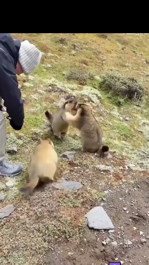 From Ferrari Boat to a Fighting Marmots #funnyvideos #funny