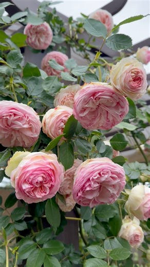 131K views · 6.7K reactions | All Time Favorite Rose, Eden Climbing Rose #eden #rose #fyp #reelsvideoシ #viralchallenge #gardening #mygardenlife #climber #edenrose | Little Rose Garden | Facebook