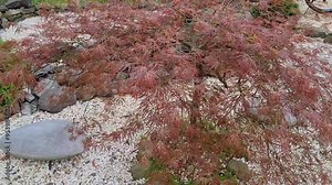 Japanese maple in a summer park, landscape design. Beautiful Japanese garden with stones.