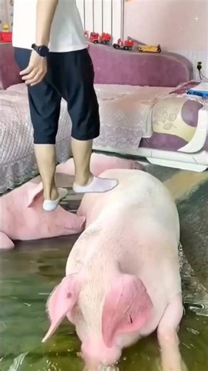 IFB DeepClean Washing Machine - Switch to 10 kg wash in just 60 minutes with Oxyjet™ Technology