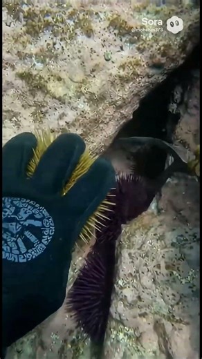 catching some sea urchin 🌊🤿#ai #hunting #ocean #underwater #scubadiving