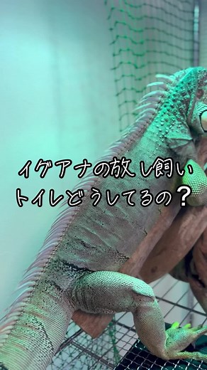 イグアナの放し飼い：ベビーバスと40度のお風呂！