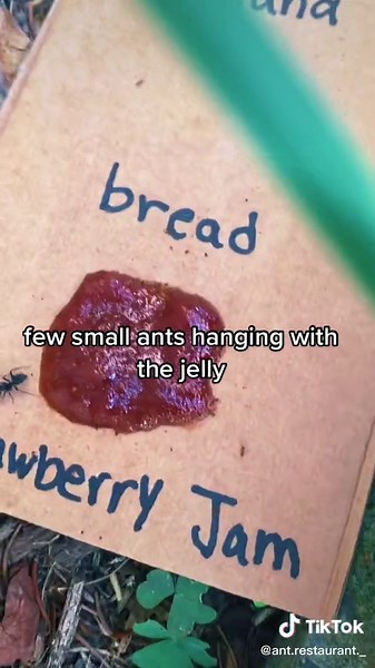 WHAT TIME SHLD I CHECK⁉️ #fyp #antlife #outdoors #antrestaurant #blowup #viral #follow #like #4u #tiktok #likeitup #saveants