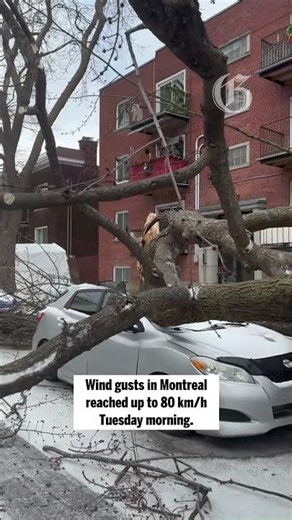 Cars crushed by falling tree in N.D.G. due to high winds