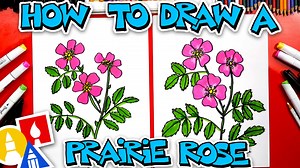 How To Draw A Prairie Rose Flower - Art For Kids Hub -