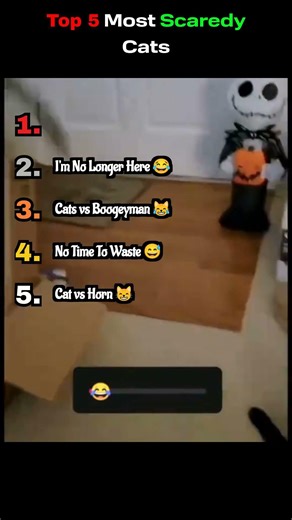 Top 5 Most Scaredy ﻿Cats #shorts #viralshorts #cat #funny #animals