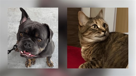 Cat named Taylor Swift, dog named Travis Kelce to get married at Jefferson Parish Library