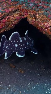 Coelacanth-🦴 A prehistoric fish moves its fins like walking limbs. | 𝙱𝚘𝚔𝚔𝚞𝚔
