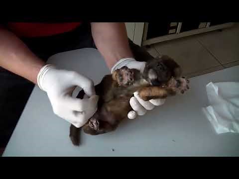 Mangoworms - Dog Videos - Hundreds of Mangoworms in a 3 weeks old puppy, Parasites