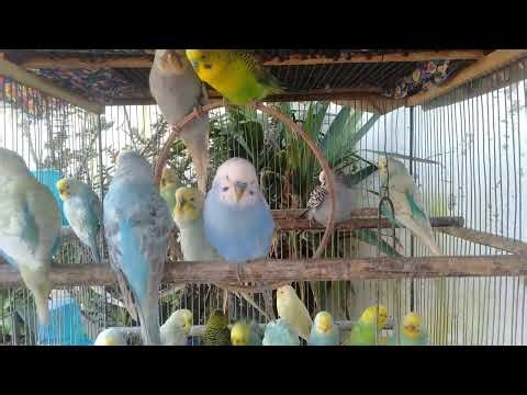 💎 Stunning Budgie Colors That Captivate Hearts 💖🌈