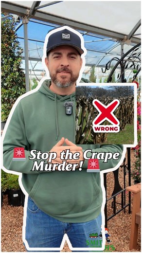 11K views · 133 reactions |  Stop the Crape Murder!  Over-pruning crape myrtles weakens them and ruins their natural shape. ✂️ Watch to learn why it’s harmful and how to prune the right way for strong, beautiful trees! ✨ #smithsgardentown #crapemurder #pruningtips #healthytrees | Smith's Gardentown | Facebook