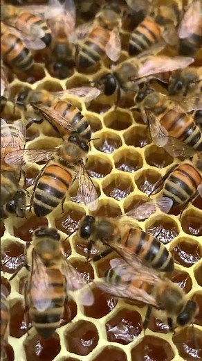 The Busy Life of a Worker Bee 🐝🍯 | Hive Workers