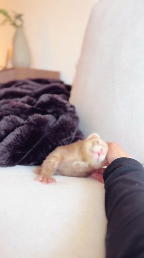 Adorable Ferret Moments that Melt Your Heart
