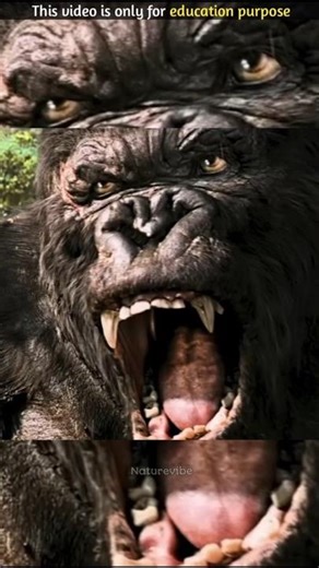 Gorilla Itna Powerful Kyu Hota Hai? Real Facts!#facts #animals