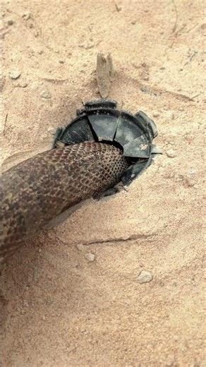 This genius method helps remove snakes without harming them! Must-see for homeowners & adventurers!