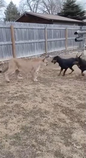 Mountain Lion vs Three Dobermans #wildcat #dogs #predator