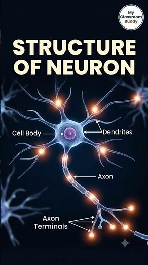 Structure of Neuron Explained | Parts of Neuron & Functions | 3D Animation #braincells #biology