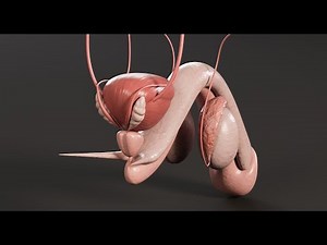 Fisiología de Prostata