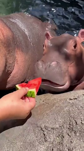 Baby hippo shines as the star of the enclosure