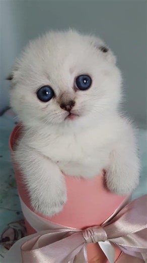 Barbie Scottish Fold Black Silver Female