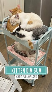Kitten Dim Sum -- Cart Full of Love Thank you for your thoughtful messages about Callie. Please know your kindness is very much appreciated. Rescuing is rewarding but it can be heartbreaking. As some of you said, you HAVE to focus on the positive things. Here is one of the positive things that came out of rescuing two litters of kittens. I never thought they would be so well integrated as they are today. Each kitten is well adjusted, and soon, they will have their forever homes. Now these kitten
