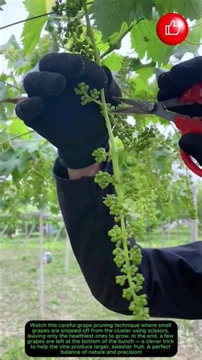 Smart Grape Pruning for Better Growth 🍇✂️#satisfying #fruit