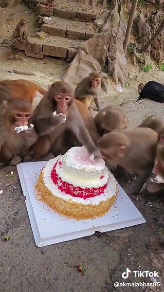 Happy Birthday Monkey Video Compilation