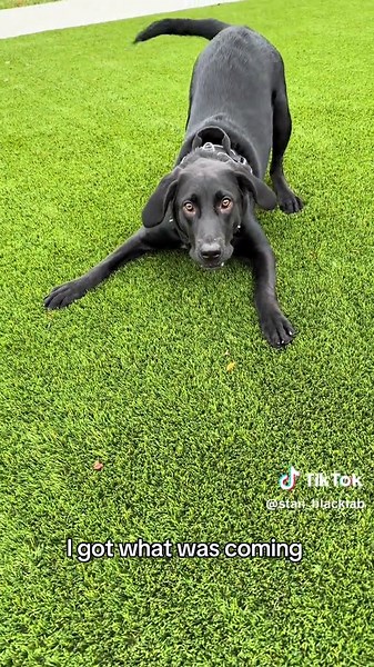 #blacklab #crazypuppy #fyp #puppy #sillydog | puppies