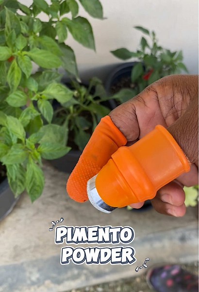 Homemade Pimento Powder: From Plant to Pantry