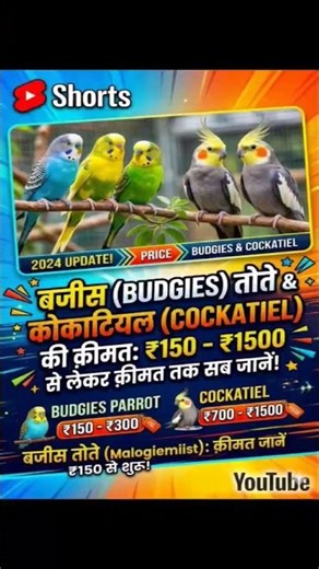 budgies parrot ki price kya hai👈mini vlog with Birds/#birds #budgies #exotic #egg #parrot #cockatiel