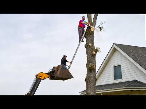 Idiots With Chainsaws: Tree Cutting Fails | Extreme Dangerous Logging Truck Fails #80