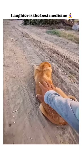 Let's Laugh on Instagram: "Don't forget to FOLLOW ME . . . . #funnyvideo #comedyvideos #funnyreels #explorepage"