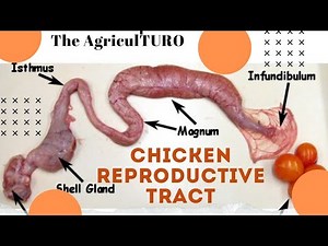 Chicken Reproductive Tract
