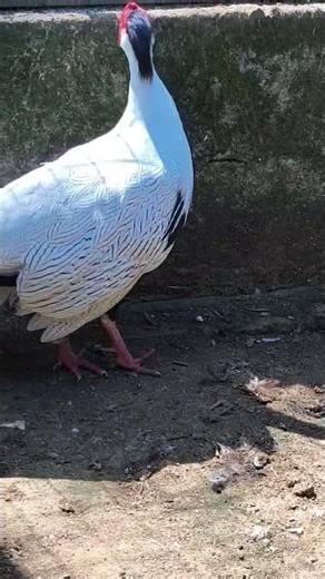 head shoulders knees feet