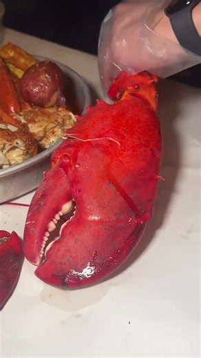 Giant dinosaur size lobster claw from a 7 pound lobster at angry crab shack in Las Vegas!!