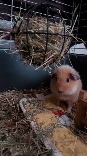 Guinea pigs grow quickly and usually reach their full size in about 6–12 months. They need daily fresh hay, clean water, vegetables rich in vitamin C, and a safe, clean cage. Gentle handling, social interaction, and regular health checks help them stay happy and healthy. #tinaandpandy #guineapig #purelove #gm #petsoftiktok