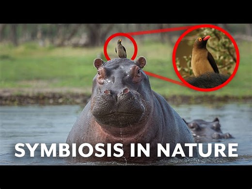 Symbiosis - 5 Of The Coolest Animal Partnerships