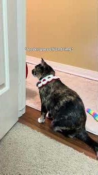 FAQs are in description. Follow Puddles the TBI kitty on instagram & Facebook @puddlesforbrains!!