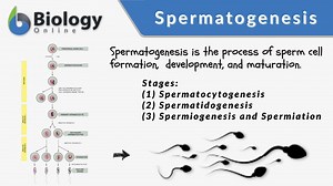 Spermatogenesis - Definition and Examples - Biology Online Dictionary